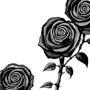 Black Roses Sketch PNG Twg