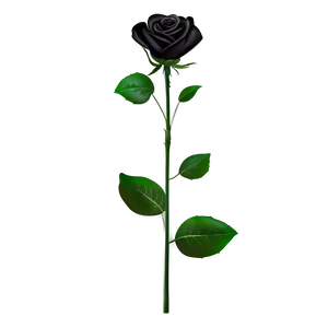 Black Roses Symbol PNG 8 PNG