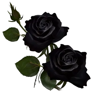 Black Roses Under Moonlight PNG 06212024 PNG