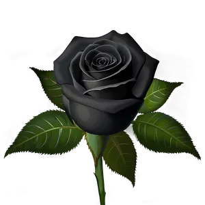 Black Roses Wallpaper PNG 84