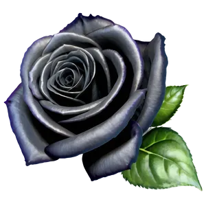 Black Roses Wallpaper PNG Cfk39