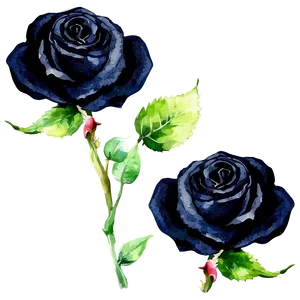 Black Roses Watercolor Png 06212024 PNG image