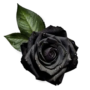 Black Roses With Dew PNG Rcm PNG
