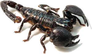 Black Scorpion Isolated Background PNG image