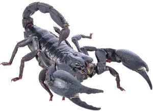 Black Scorpion Isolated Background PNG image