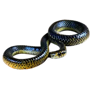 Black Sea Snake PNG 06132024