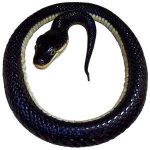 Black Sea Snake PNG 40