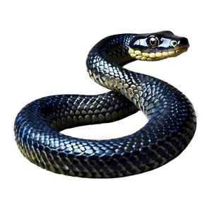 Black Sea Snake PNG Igl57 PNG