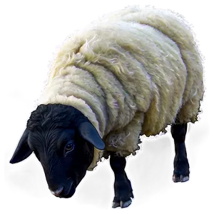 Black Sheep PNG 72