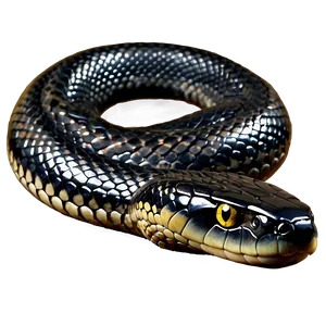 Black Snake A PNG image