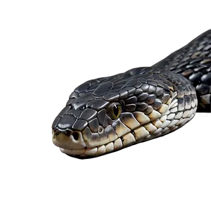 Black Snake Head Profile PNG 06132024 PNG