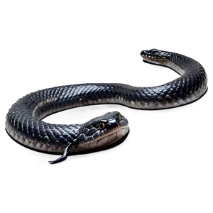 Black Snake In Attack Position PNG Wek PNG