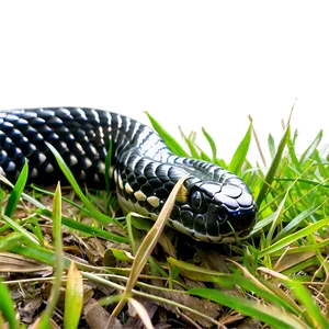 Black Snake In Grass PNG 06132024