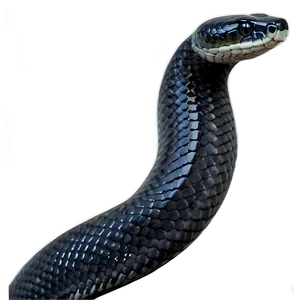 Black Snake In Moonlight PNG 06132024