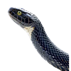 Black Snake Wrapped Around PNG 9 PNG