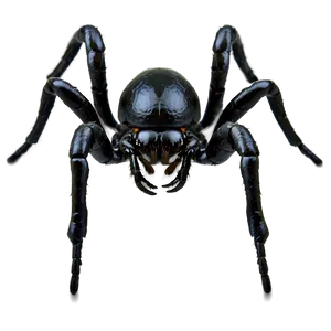 Black Spider Png 05042024 PNG image