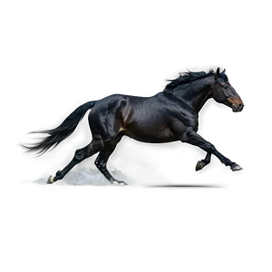 Black Stallion Running Wild PNG Khj PNG
