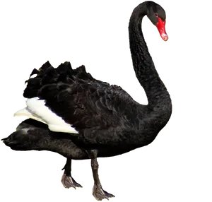 Black Swan Isolated Background.png PNG image