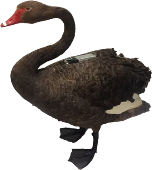 Black Swan Profile Pose