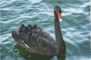 Black Swanon Water.jpg PNG image