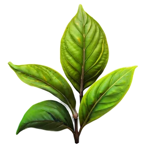 Black Tea Leaf Png 92 PNG image