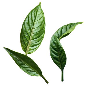 Black Tea Leaf Png Clw PNG image