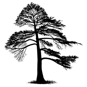 Black Tree In Wind PNG 43 PNG