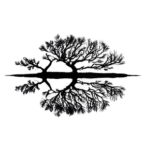 Black Tree Reflection PNG Frc