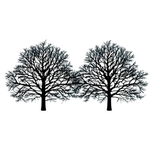 Black Trees Aesthetic PNG 06292024 PNG