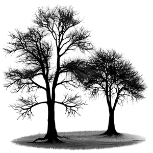 Black Trees In Fog PNG 91 PNG
