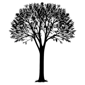 Black Trees Shadow PNG 06292024