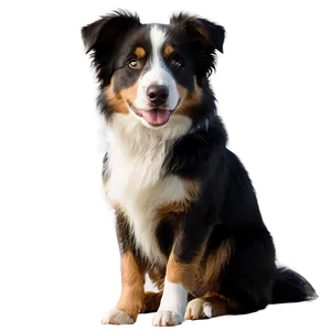 Black Tri Australian Shepherd PNG Oso12 PNG