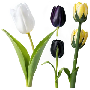 Black Tulip Png 72 PNG image