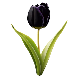 Black Tulip Png 9 PNG image