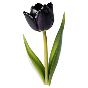 Black Tulip Png Ist61 PNG image