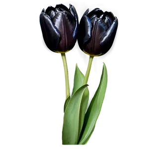 Black Tulip Png Nax PNG image
