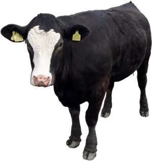Black White Cow Isolatedon Black