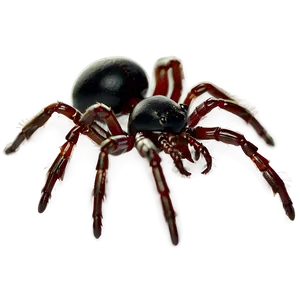 Black Widow Spider Png 05042024 PNG image
