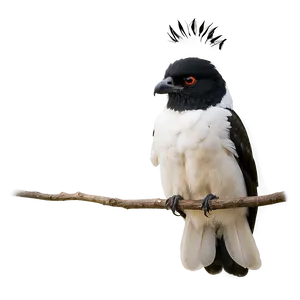 Black-winged Albedo Png 66 PNG image