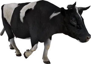 Blackand White Cow Isolatedon Black PNG image
