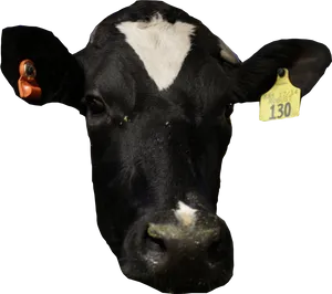 Blackand White Cow Portrait PNG image