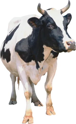 Blackand White Cow Standing