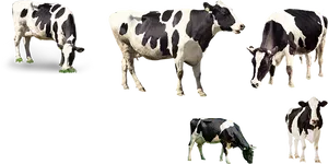 Blackand White Cows Collection PNG image