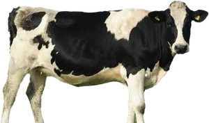 Blackand White Dairy Cow Standing PNG image