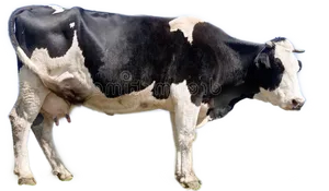 Blackand White Dairy Cow PNG image