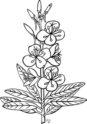 Blackand White Floral Illustration PNG image
