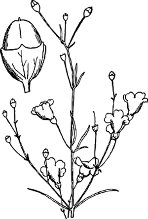 Blackand White Floral Silhouette