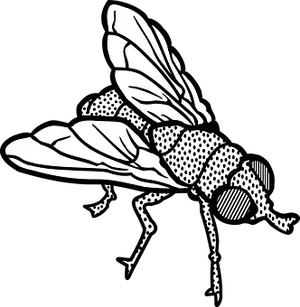 Blackand White Fly Illustration