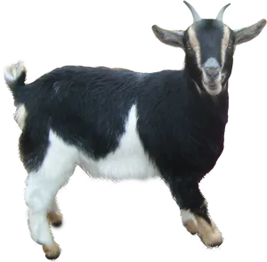 Blackand White Goat Isolated PNG image