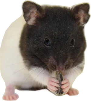 Blackand White Hamster Eating Seed.png PNG image